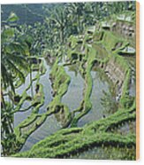 Rice Terraces, Bali, Indonesia Wood Print