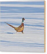 Ring-necked Pheasant Wood Print