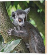 Ring-tailed Lemur Wood Print
