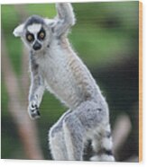 Ring Tailed Lemur Wood Print