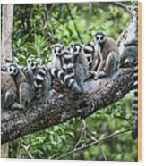 Ring-tailed Lemurs, Madagascar Wood Print