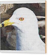 Ringbilled Gull Portrait Wood Print