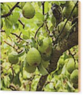 Ripe Green Garden Pears Wood Print