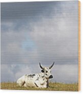 Rodeo Bull Resting On Hilltop Wood Print