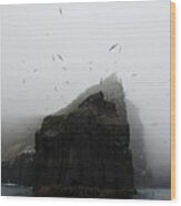 Rookery Of Albatross Nesting On Cliff Wood Print