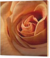 Melon-colored Rose Wood Print