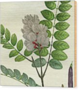 Rose Flowering Locust Wood Print
