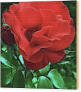 Rose For You Wood Print