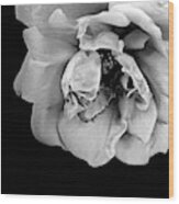 Rose In Gray Tone 2 Wood Print