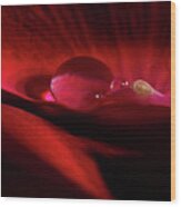 Rose Petal Droplet Wood Print