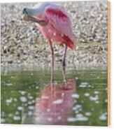 Roseate Spoonbil Wood Print