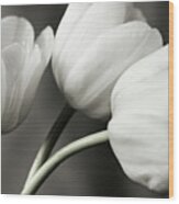 Row Of Bw Tulips Wood Print