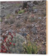 Ruby Mountain Wildflowers And Cacti Wood Print