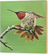 Ruby Throated Hummingbird 4 Wood Print