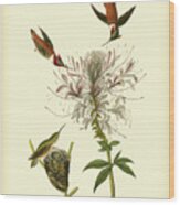 Ruff-neck Hummingbird Wood Print