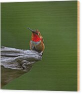 Rufous Hummingbird Wood Print