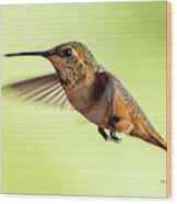 Rufous In Cerrillos Wood Print