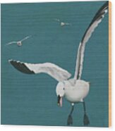 Sabine Seagulls Flying Wood Print