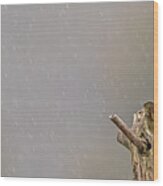 Sacred Kingfisher 42 Wood Print