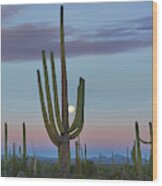 Saguaro And Moon, Saguaro National Park, Arizona Wood Print