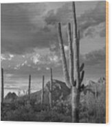 Saguaro Cactus, Arizona Wood Print