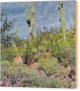 Saguaros Amid The Bloom Wood Print