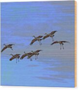 Sandhill Cranes Landing At White Water Draw Arizona Wood Print