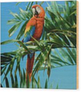 Scarlet Macaw 1 Wood Print