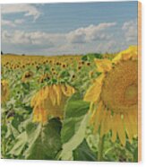 Scenic Sunflowers Wood Print