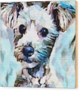 Schnoodle 3 Wood Print