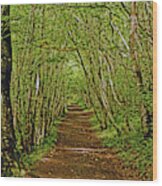 Scotland. Killiecrankie. Path Through The Trees. Wood Print