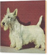 Scottish Terrier Wood Print