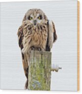 Scowling Owl Wood Print