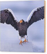 Sea Eagle In Hokkaido Wood Print