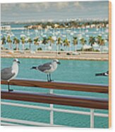 Sea Gulls On Railing Of Cruise Ship Wood Print