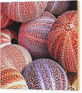 Sea Of Urchins Wood Print