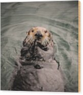 Sea Otter Monterey Bay Ii Wood Print
