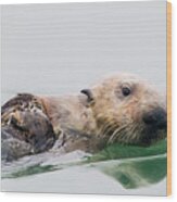 Sea Otter Swimming In Elkhorn Slough Wood Print