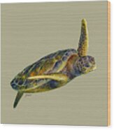 Sea Turtle 2-solid Background Wood Print
