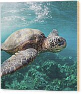 Sea Turtle Reef Wood Print