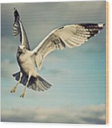 Seagull Wood Print