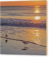 Seagull Sunrise - Tybee Island Beach Sunrise Wood Print