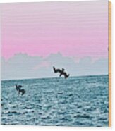 Seagulls Diving For Dinner At Sunset In Captiva Island Florida Wood Print