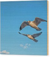 Seagulls In Flight 3 Wood Print