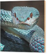 Sharp Look Of Blue Insularis Viper Snake Wood Print