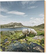Sheep By A Stream And Lake In Norway Wood Print