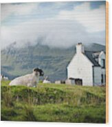 Sheep Grazing On A Scottish Farm In Spring. Wood Print
