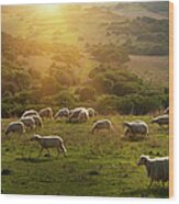 Sheep Grazing On Grassy Hillside Wood Print