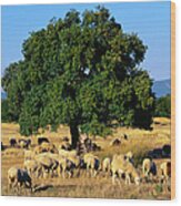 Sheeps In Dehesa, Typical Pasture Of Wood Print