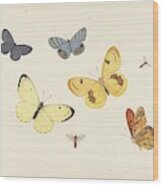 Sheet Of Studies With Five Butterflies Wood Print